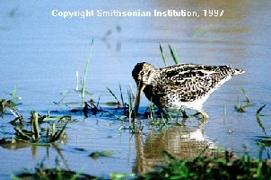 snipe.jpg (45.5 KiB) Viewed 20205 times snipe.jpg