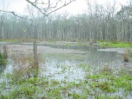 Big creek pond 1.jpg (212.92 KiB) Viewed 16376 times Big creek pond 1.jpg
