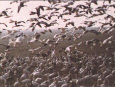 geese.jpg (13073 bytes)