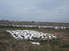 122 Snow Geese