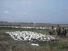 122 Snow Geese