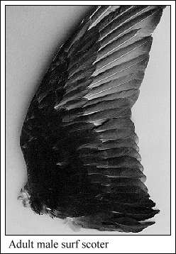 JPG-Adult male surf scoter