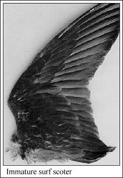 JPG-Immature surf scoter