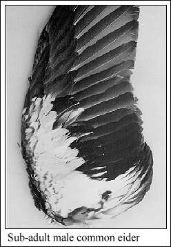 JPG-sub-adult male common eider