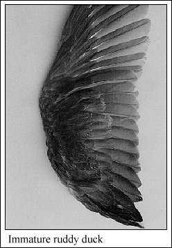 JPG-Immature ruddy duck