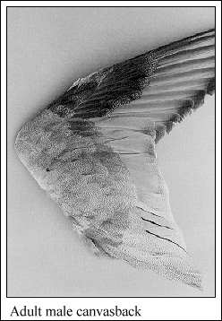 JPG-Adult male canvasback