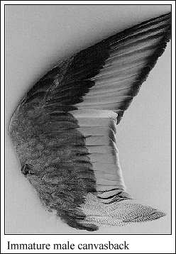 JPG-Immature male canvasback