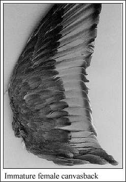 JPG-Immatue female canvasback