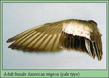 JPG-Adult female American wigeon (pale type)