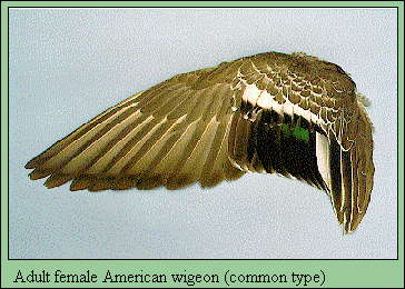 JPG-Adult female American wigeon (common type)