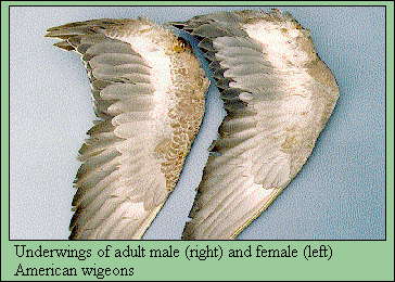 JPG-Underwings of adult male and female American wigeons