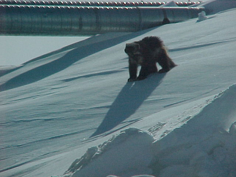 wolverine (1)