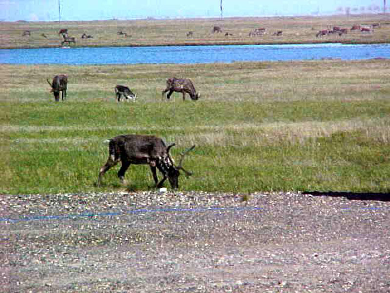 Caribou