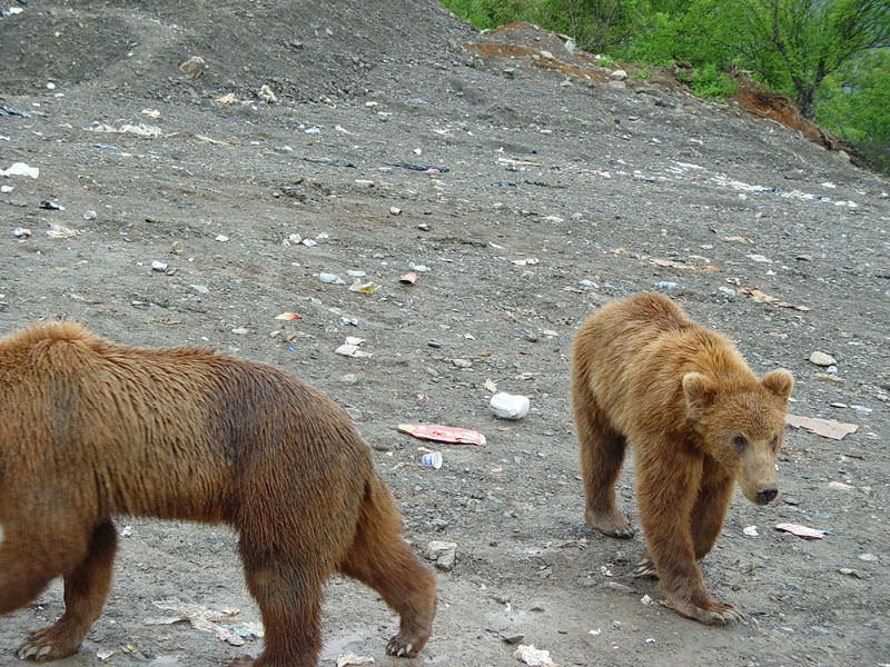 Kodiak'03-129