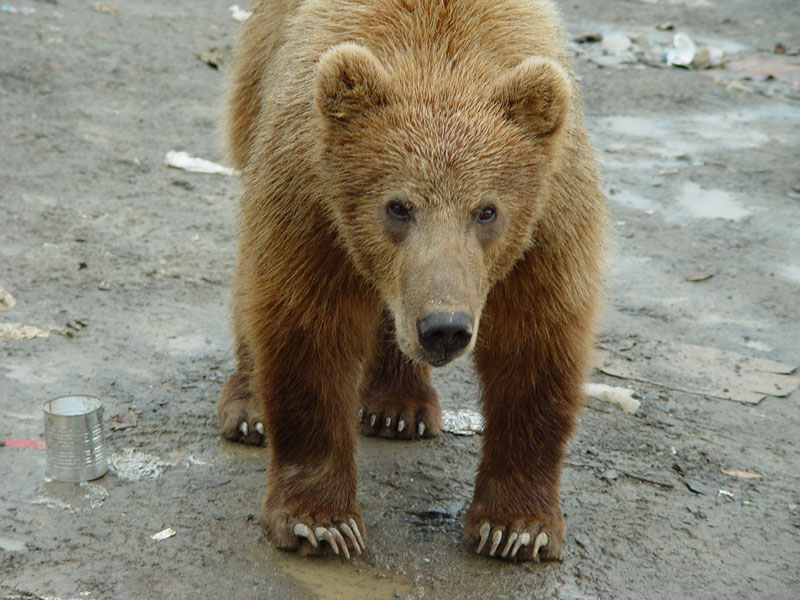 Kodiak'03-133