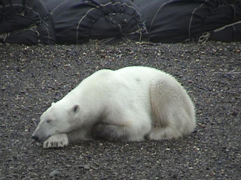 Polar Bear3