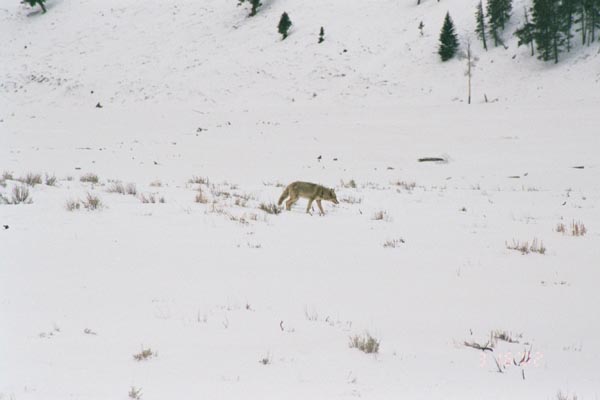 020_17A